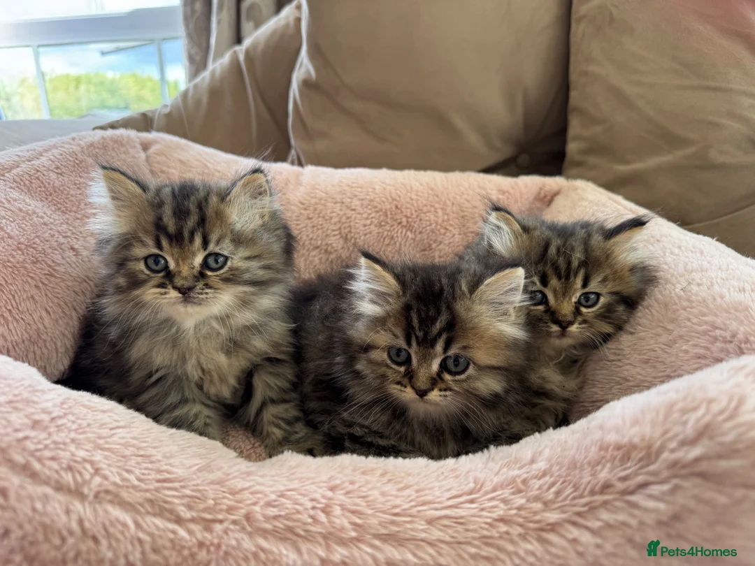 Persian cats for sale: Chinchilla Persian kittens doll face  - Advert 4