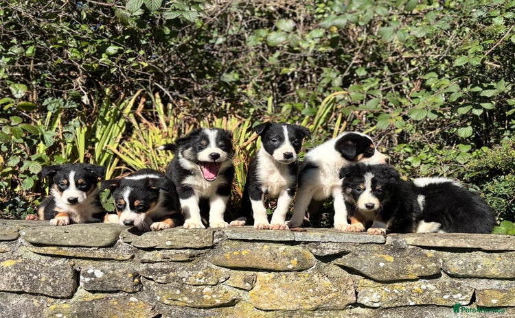Border Collie dogs - Advert 3