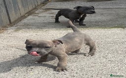 Staffordshire Bull Terrier dogs for sale: Staffordshire Bull Terrier Pups KC REGISTERED  - Image 10