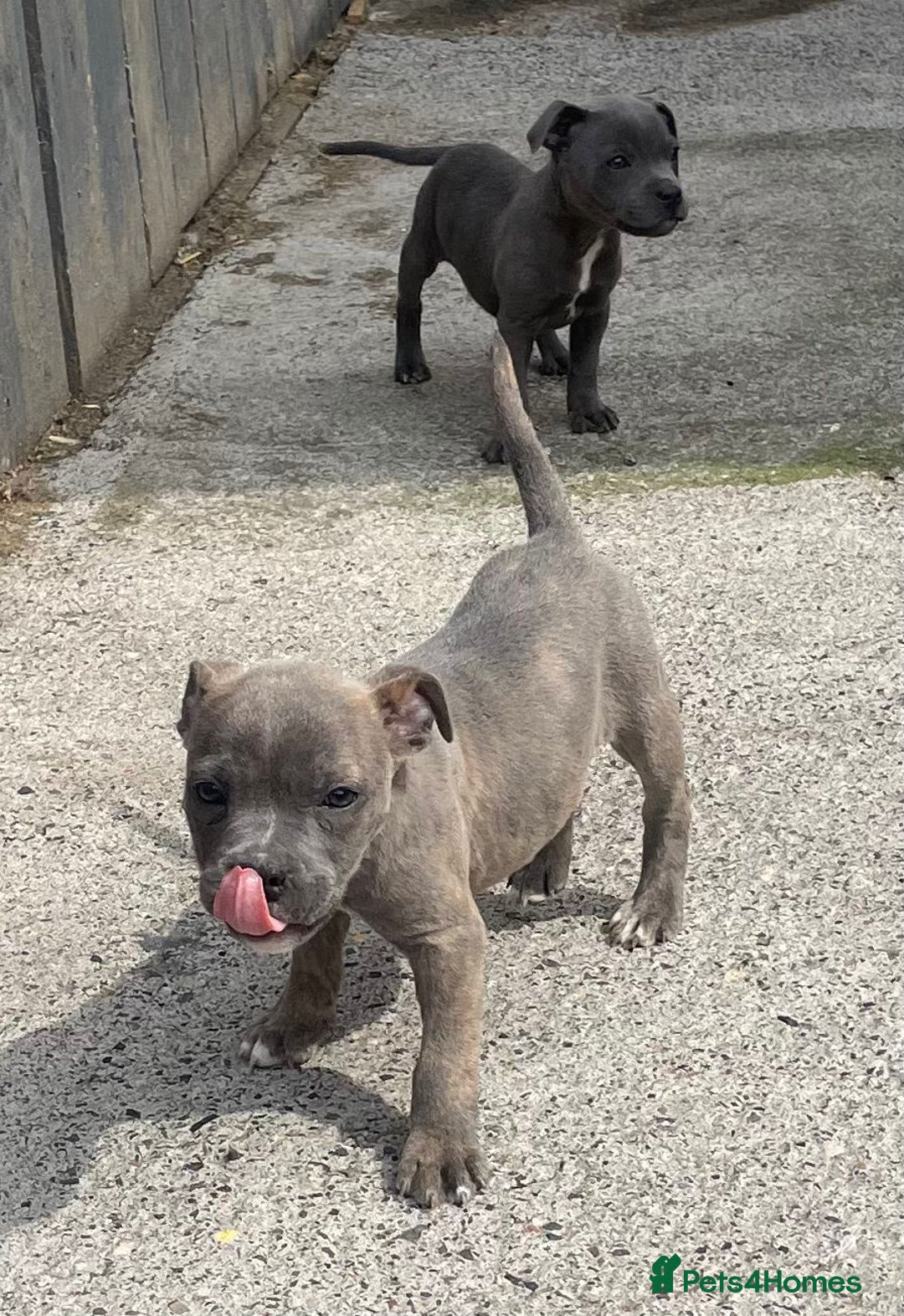 Staffordshire Bull Terrier dogs for sale: Staffordshire Bull Terrier Pups KC REGISTERED  - Image 10