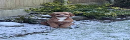 Cockapoo dogs for sale: Paddy  - Advert 7