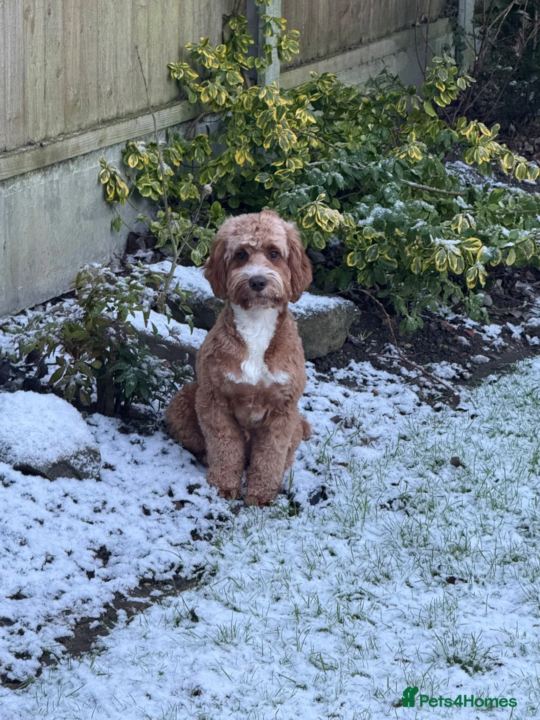 Cockapoo dogs for sale: Paddy  - Advert 7
