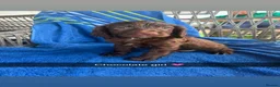 Sprocker dogs for sale: Sprocker Spaniels - Advert 11