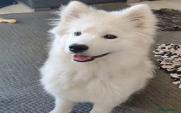 Samoyed dogs for sale: Lovely Samoyed Puppy For Rehome - Image 1