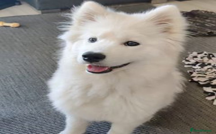 Samoyed dogs - Advert 1