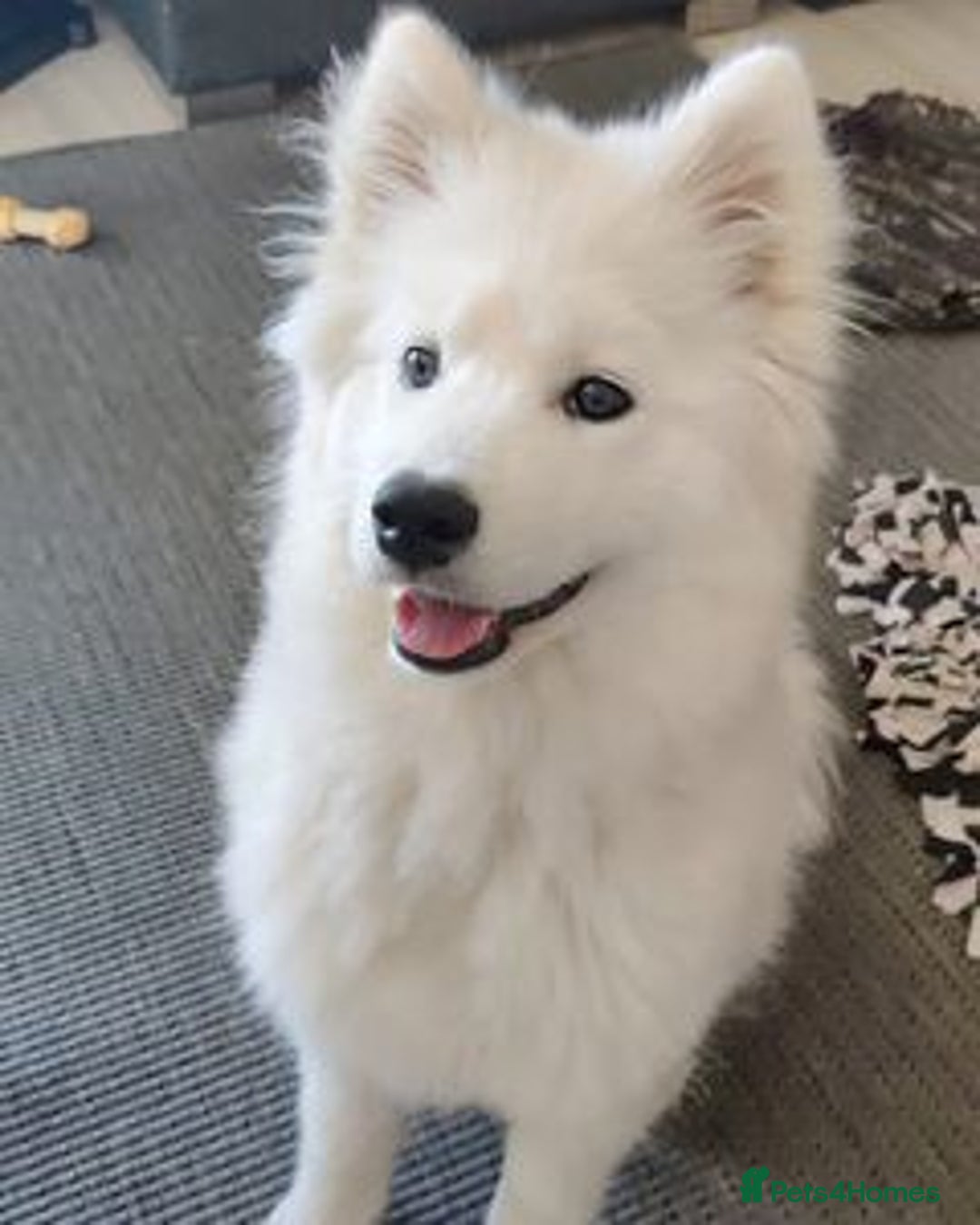 Samoyed dogs for sale: Lovely Samoyed Puppy For Rehome - Image 1