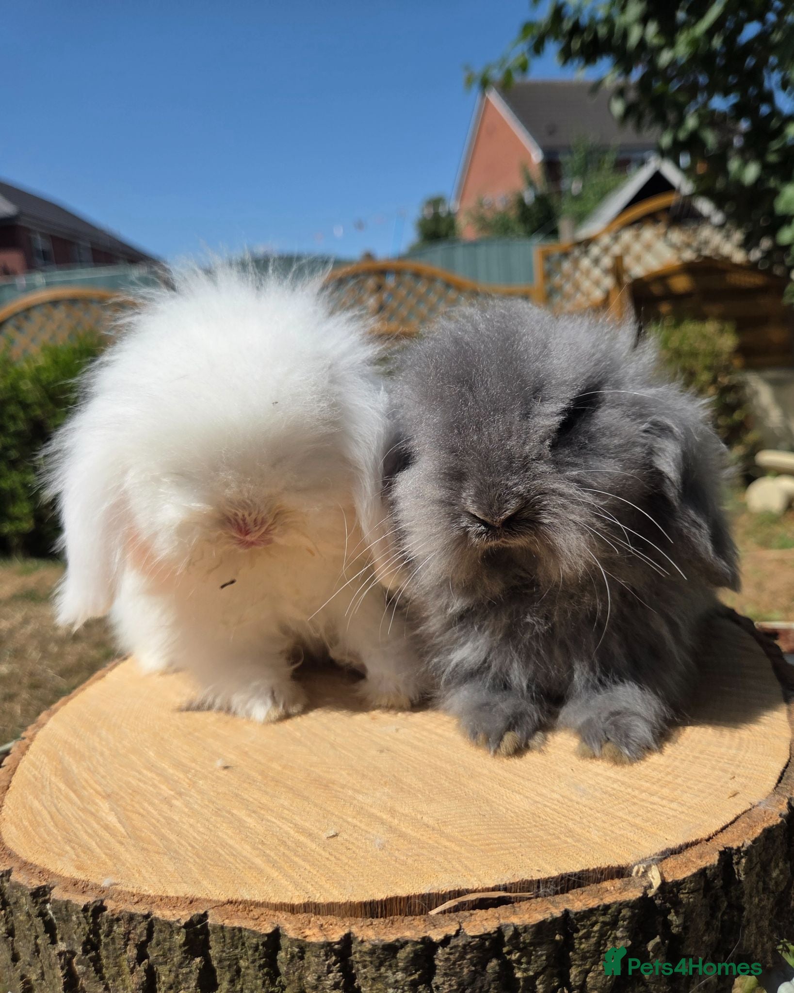 Angora rabbits Teddywidders ready to go now  - Advert 6
