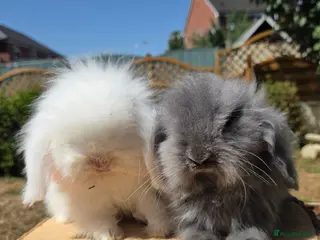 Angora rabbits Teddywidders ready to go now - Advert 6