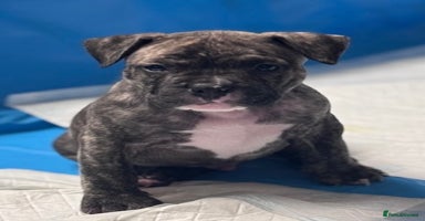 Mixed Breed dogs - Advert 9