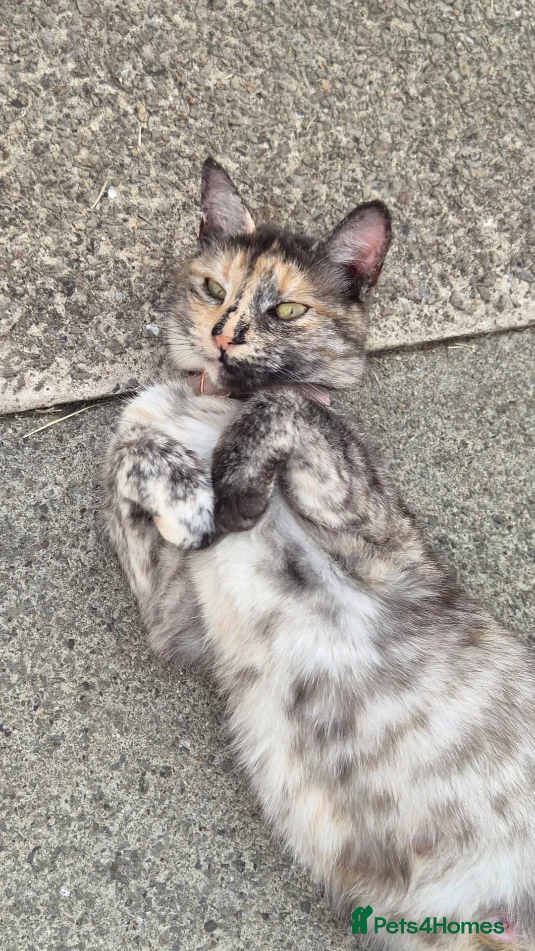 Mixed Breed cats for sale: 3x female kittens  - Advert 2