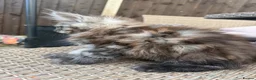 Maine Coon cats for sale: READY NOW⭐️ Tica Maincoon kittens  - Advert 9