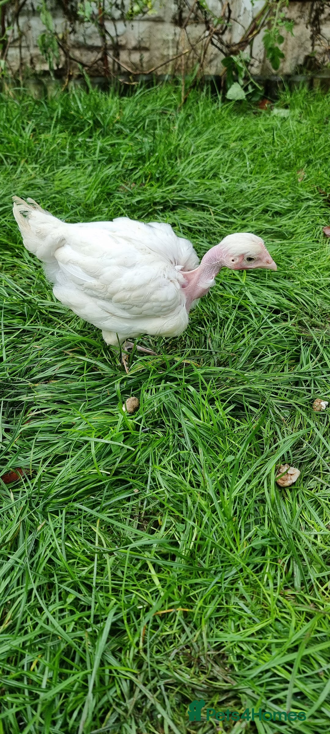 Chickens poultry for sale: Transylvanian Naked Neck Chicks - Image 11