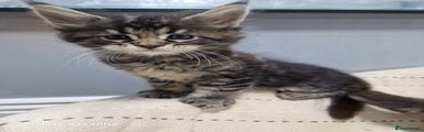 Maine Coon Kitten 3