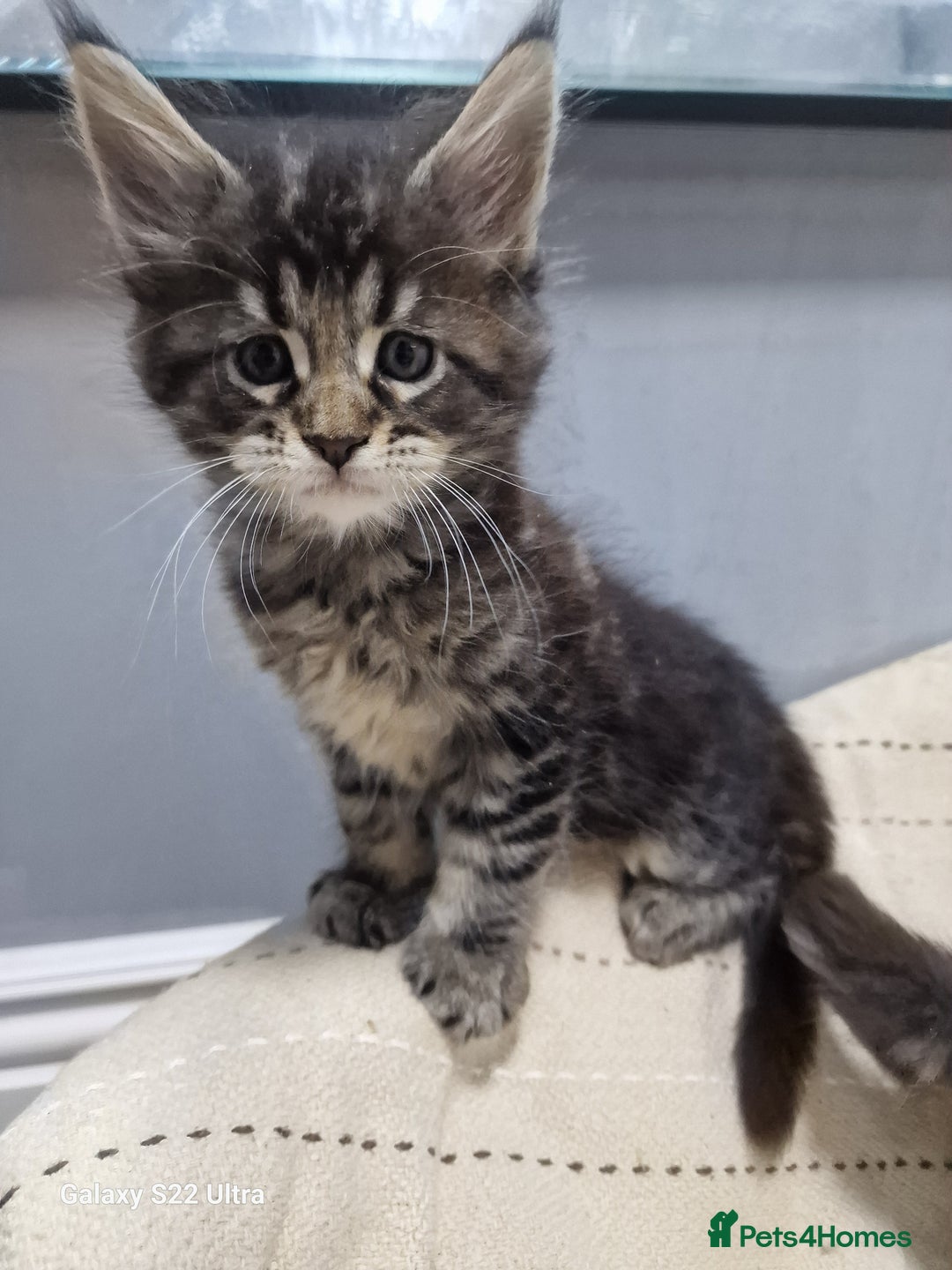 Maine Coon cats for sale: Pure Makne coon - Advert 3