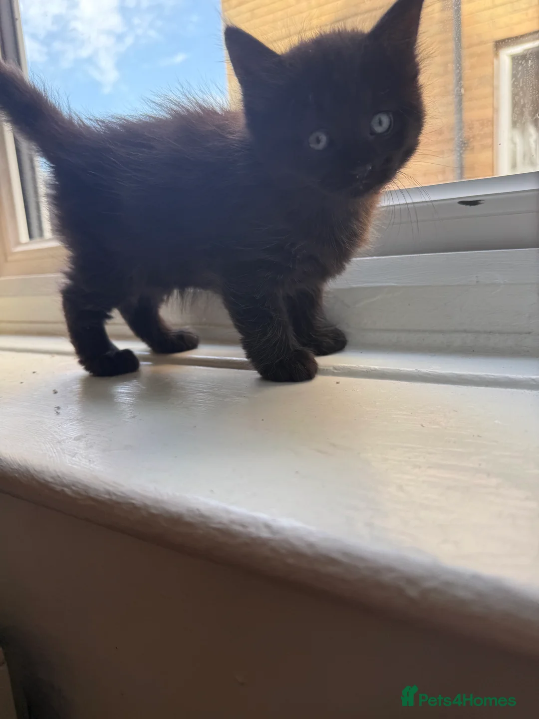 British Longhair cats for sale: Beautiful longhair kittens for SALE! - Advert 1
