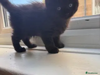 British Longhair cats Beautiful longhair kittens for SALE! - Advert 5
