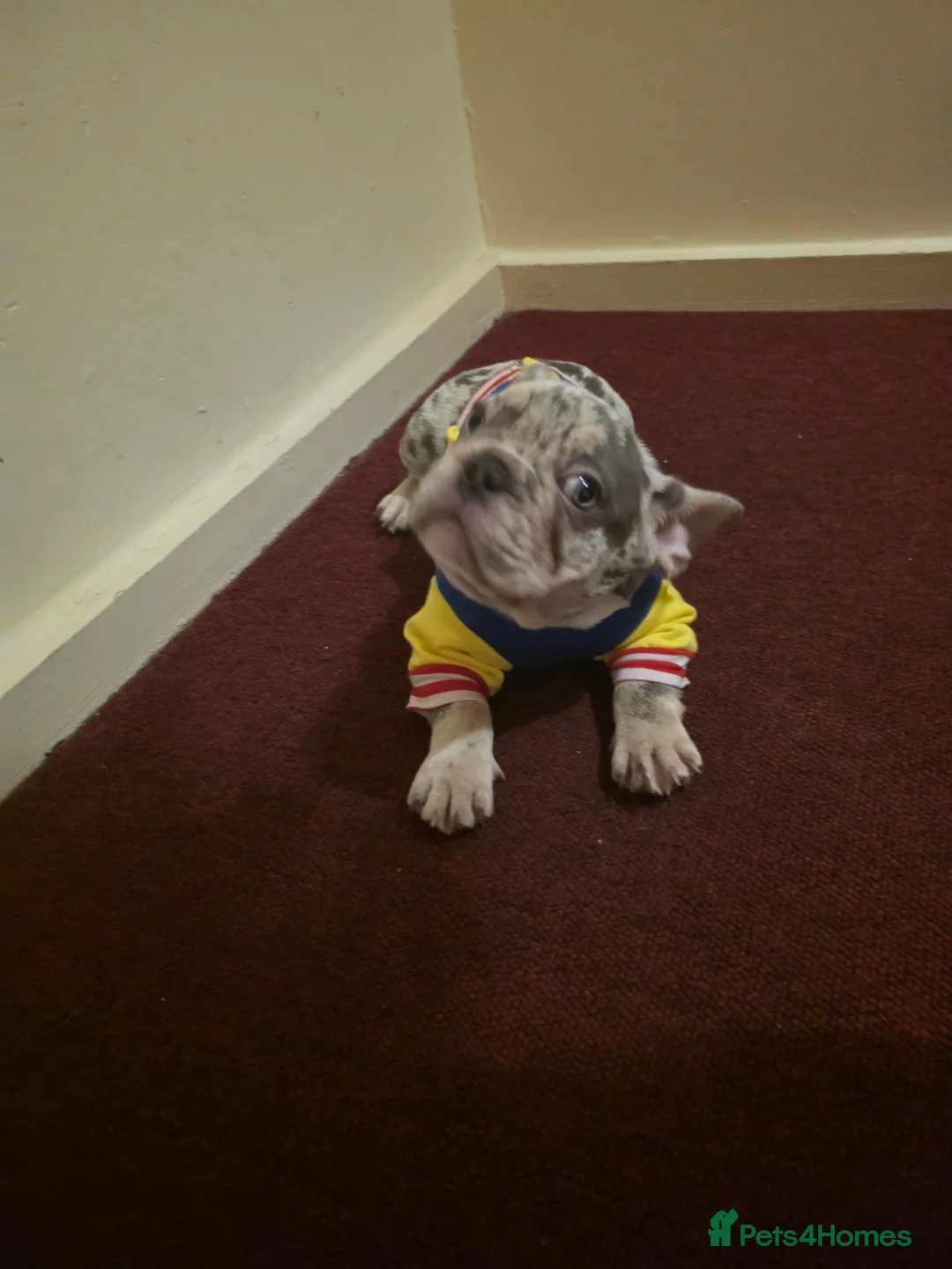 French Bulldog dogs for sale: Lovely white french bulldog puppy  - Advert 2