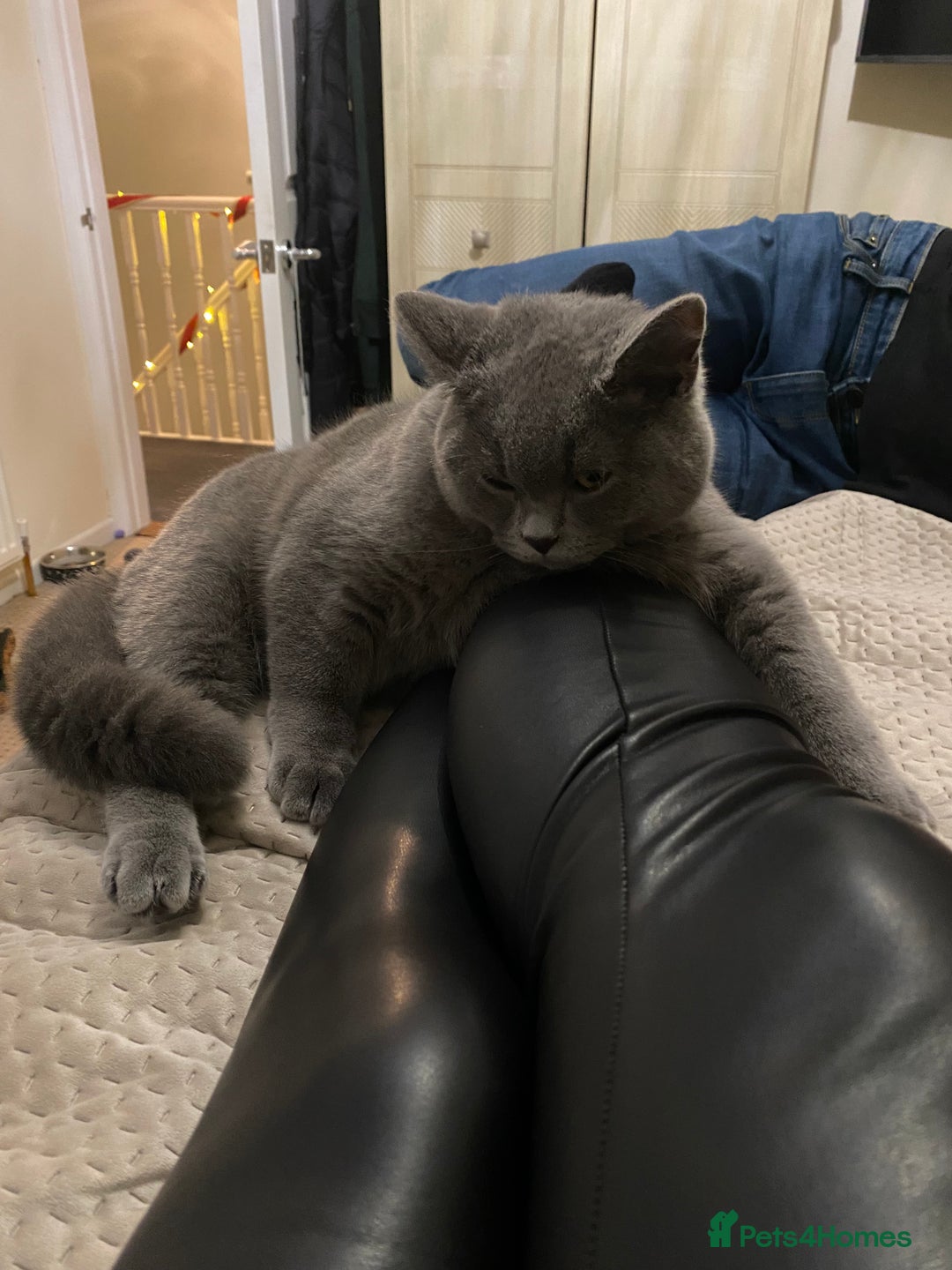 British Shorthair cats for sale: Stunning Rare Pedigree British Shorthair Brothers - Advert 15