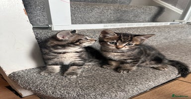 Mixed Breed cats 4 Sweet Healthy Kittens Ready for Loving New Homes - Advert 12