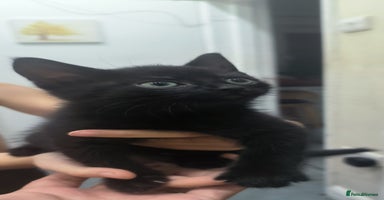 Mixed Breed cats - Advert 4