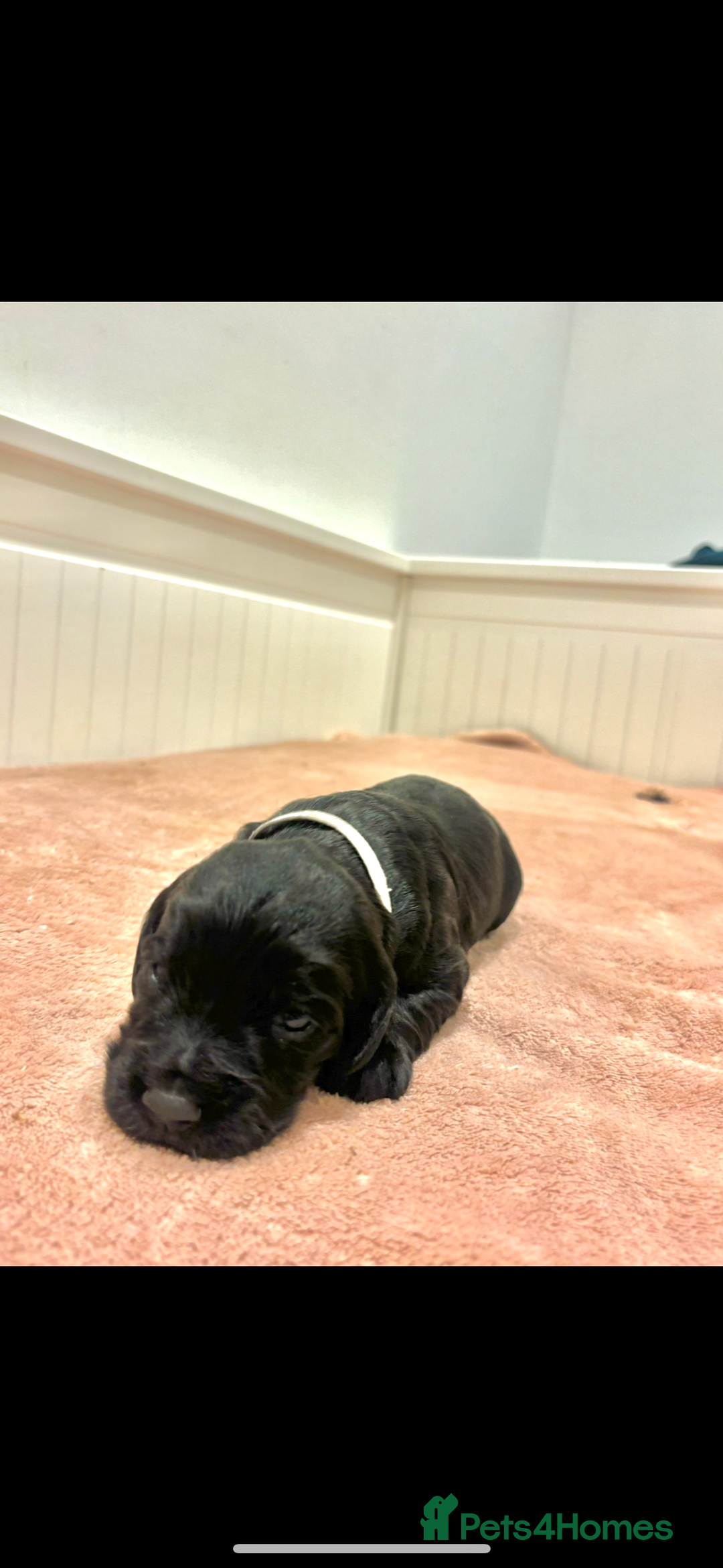 Cocker Spaniel dogs for sale: Kc registered working cocker spaniel - Image 11