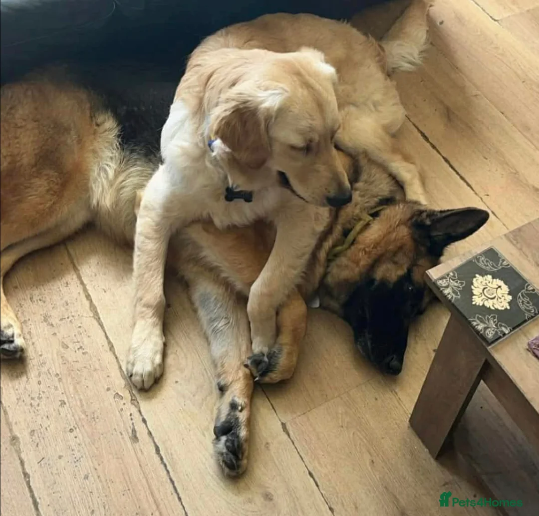 Mixed Breed dogs for sale: German Shepherd x Golden Retriever Puppies - Advert 4