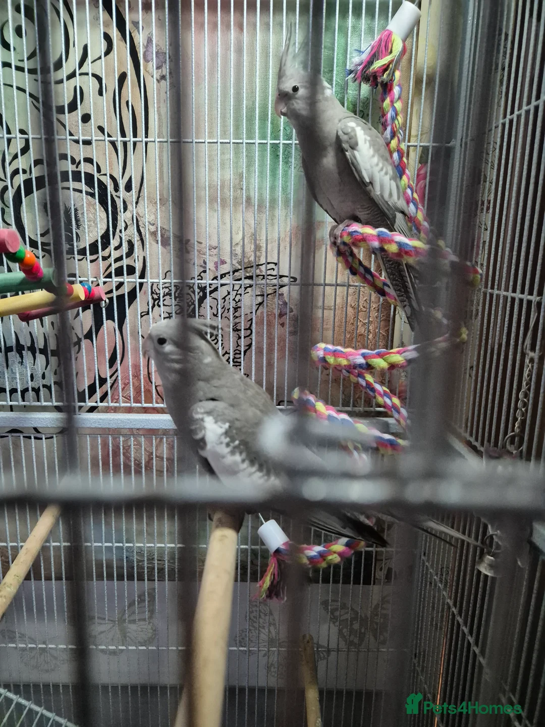 Cockatiels birds for sale: 2 male aviary bred cockateils. White face - Advert 5
