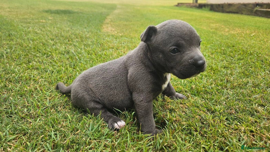 Staffordshire Bull Terrier dogs for sale: Affectionate perfect Blue staffy pups - Image 3