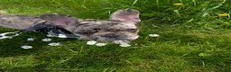 French Bulldog dogs for sale: French bulldog merle - Advert 6
