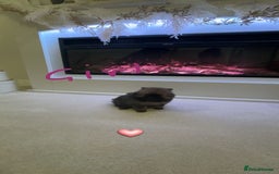 Pomeranian dogs for sale: Tiny Pomeranian puppys - Image 9