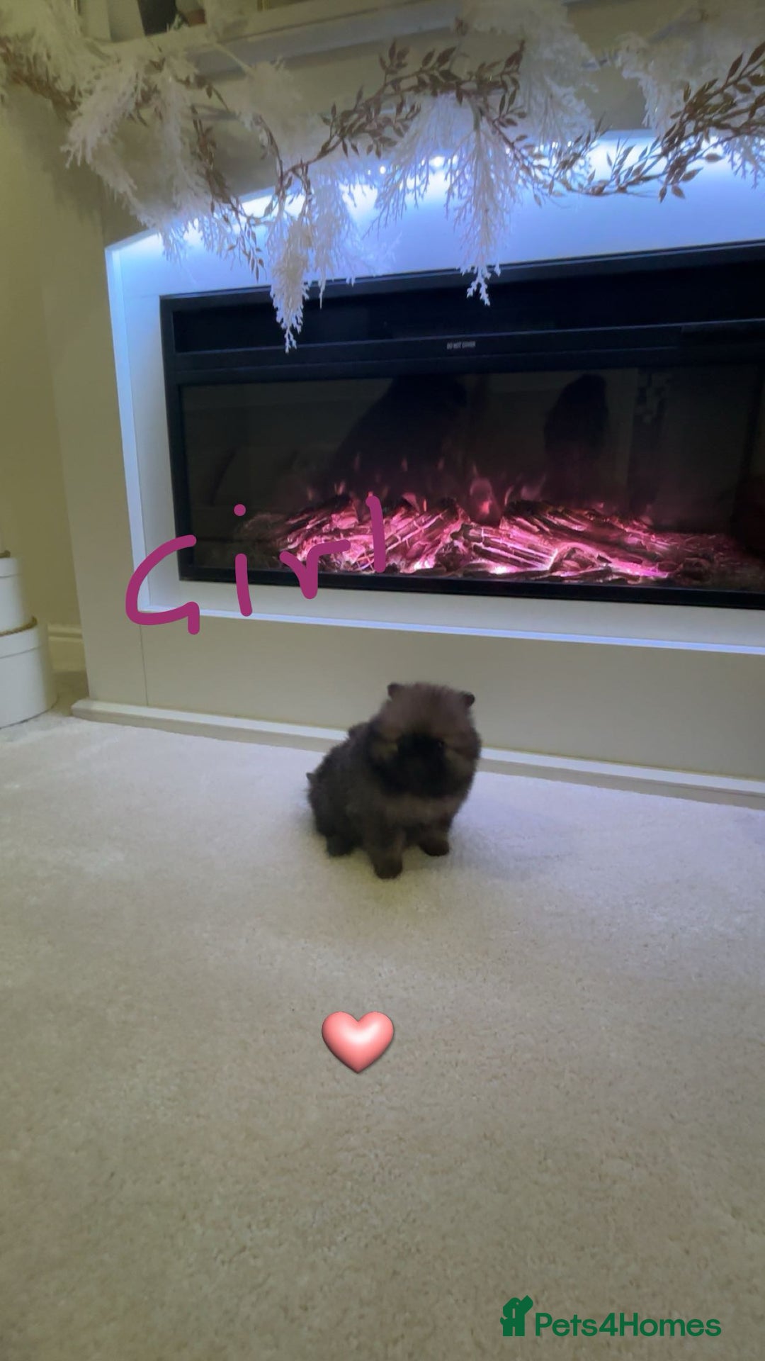 Pomeranian dogs for sale: Tiny Pomeranian puppys - Image 9