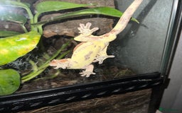 Gecko reptiles for sale: Crested Gecko 'Frankie' looking for 5* home - Image 4