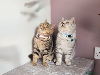 British Shorthair cats 🏆 Pedigree Silver British Shorthair Kittens 🏆 - Advert 8