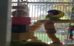 Lovebirds birds for sale: Love birds family - Image 2