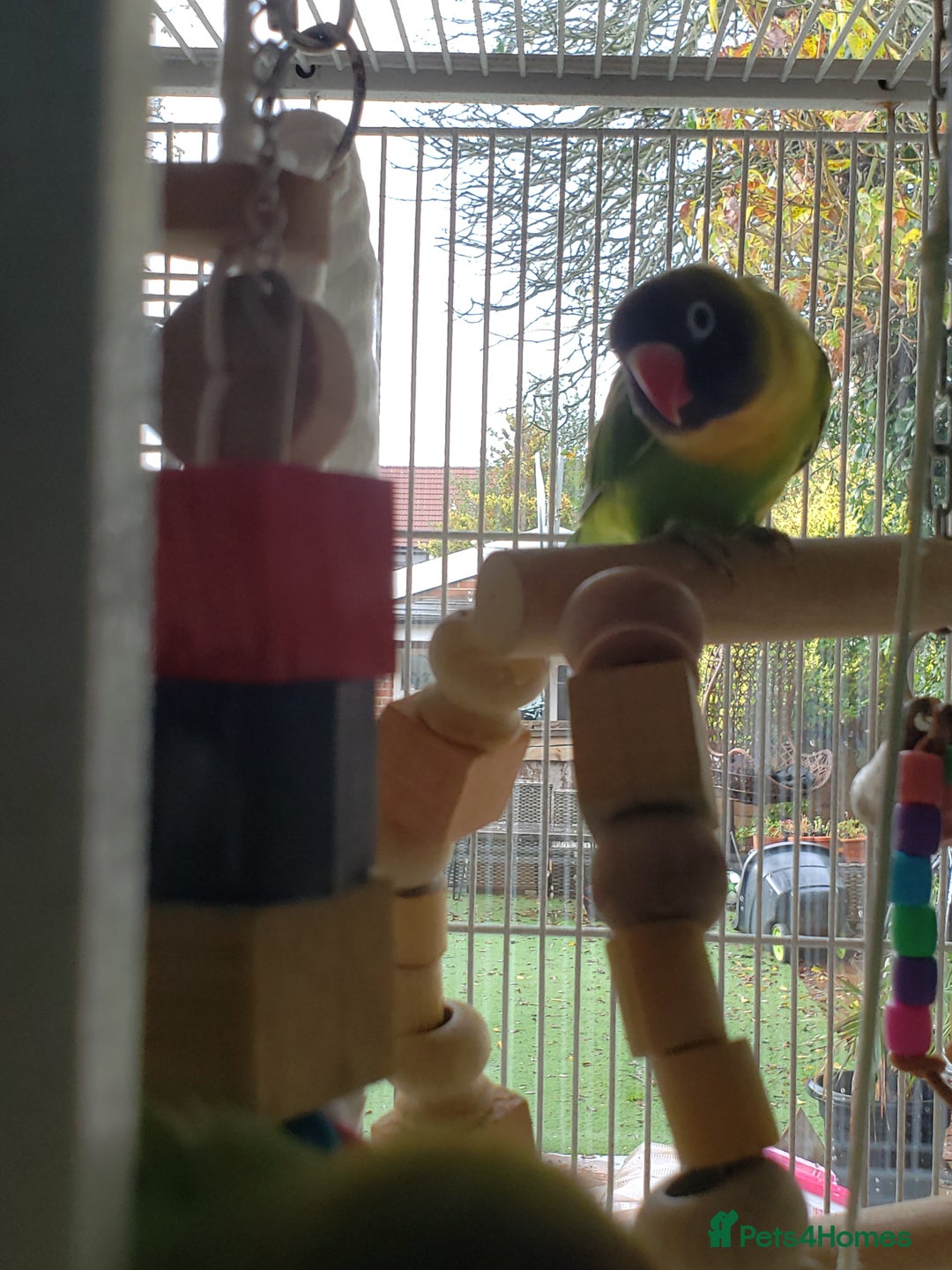 Lovebirds birds for sale: Love birds family - Image 2