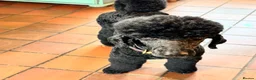 Standard Poodle dogs for sale: Standard Poodle Puppies Expected 19th May 2026 in Stone - Advert 1