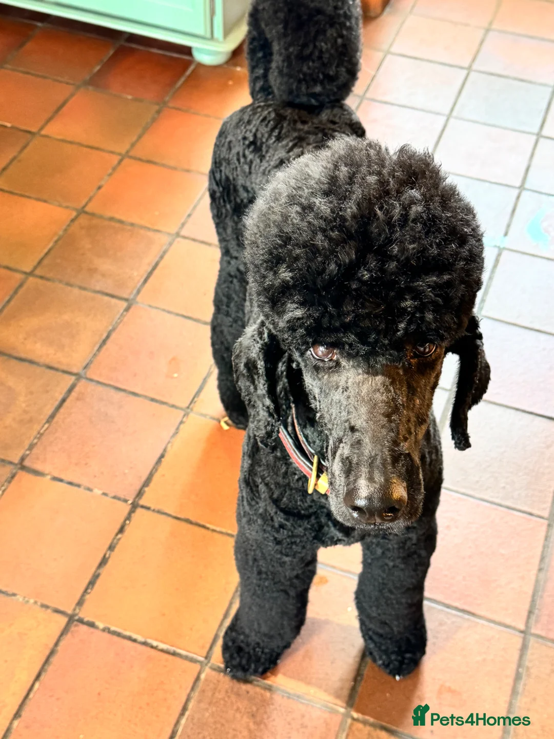 Standard Poodle dogs for sale: Standard Poodle Puppies Expected 19th May 2026 in Stone - Advert 1