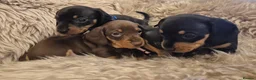 Miniature Dachshund dogs for sale: Adorable KC Pedigree Miniature Dachshund Puppies - Advert 18