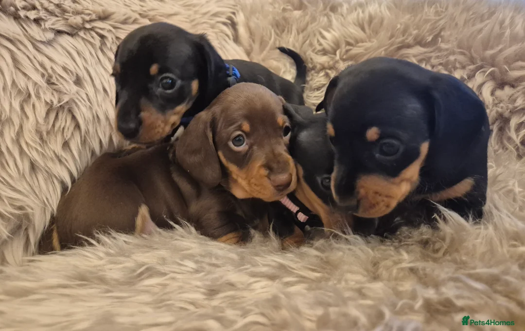 Miniature Dachshund dogs for sale: Adorable KC Pedigree Miniature Dachshund Puppies - Advert 18