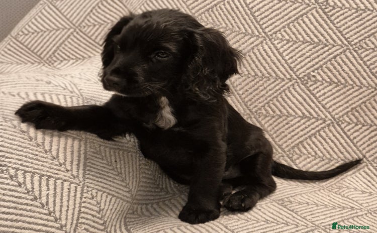 Cocker Spaniel dogs Exceptional KC Reg Working Cocker Spaniel Puppies - Advert 6