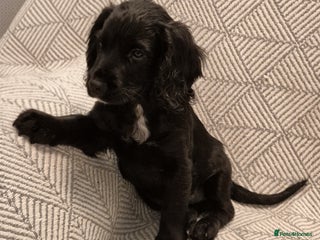 Cocker Spaniel dogs Exceptional KC Reg Working Cocker Spaniel Puppies - Advert 5