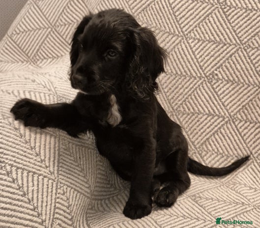 Cocker Spaniel dogs Exceptional KC Reg Working Cocker Spaniel Puppies - Advert 6