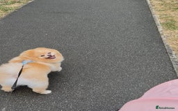 Pomeranian dogs for sale: Thick bear coat Pomeranian male - Image 4