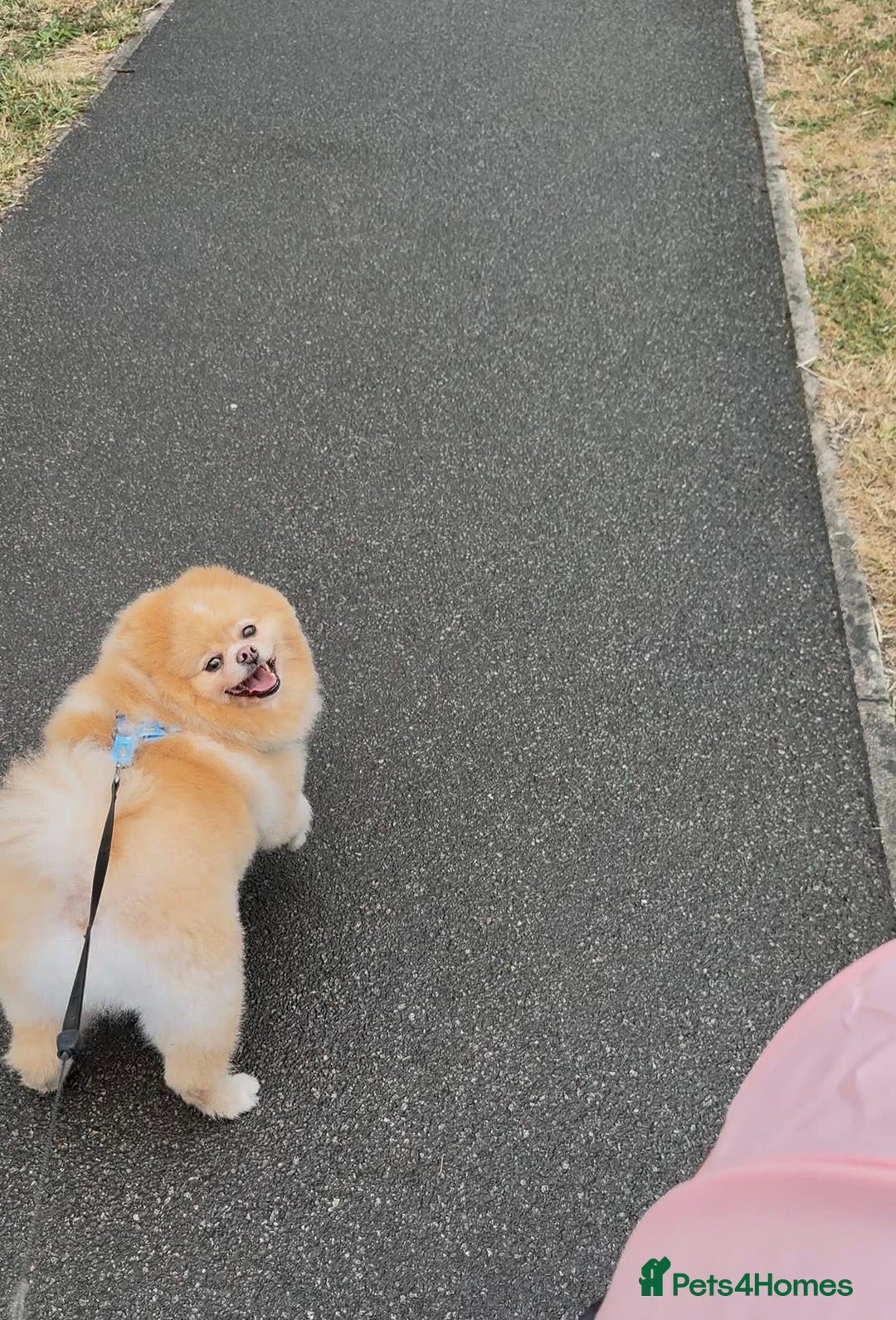 Pomeranian dogs for sale: Thick bear coat Pomeranian male - Image 4