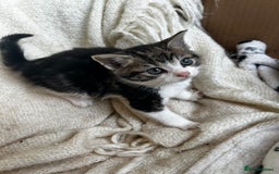 Mixed Breed cats for sale: Mixed breed kittens  - Image 7