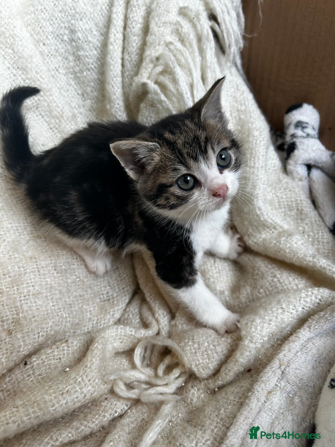 Mixed Breed cats for sale: Mixed breed kittens  - Image 7