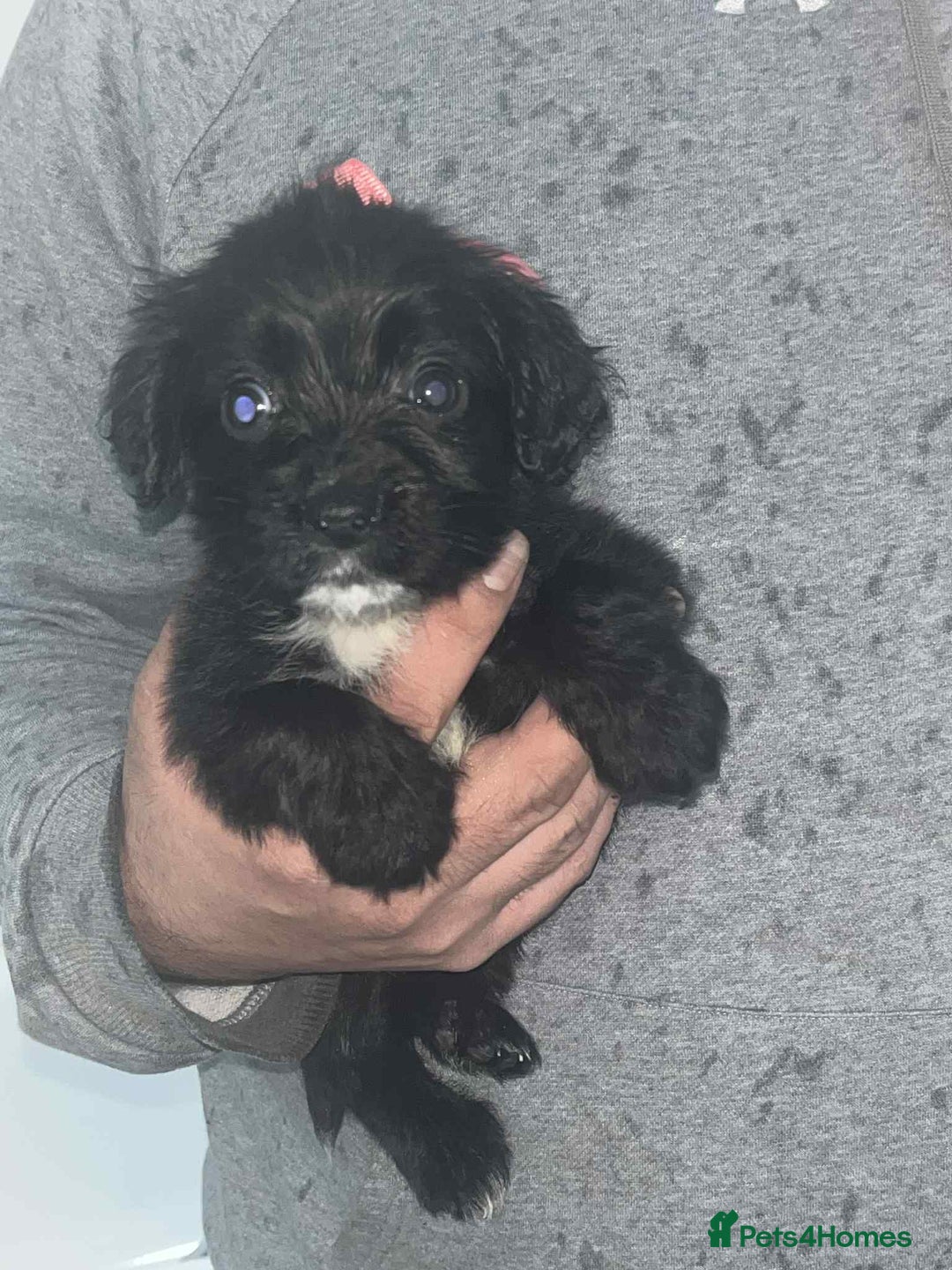 Cocker Spaniel dogs for sale: Cocker Spaniel girl puppies - Advert 6