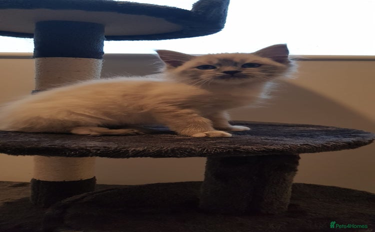 Siberian cats Hypoallergenic Siberian Neva Masquerade kitten - Advert 5