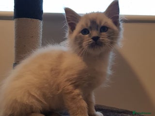 Siberian cats Hypoallergenic Siberian Neva Masquerade kitten - Advert 16