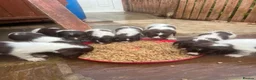 English Springer Spaniel dogs for sale: Kc reg English springer spaniel puppies - Advert 3